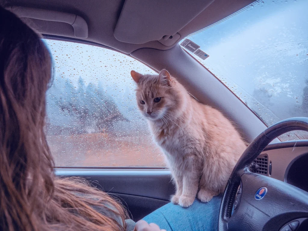 A photo of an woman with her cat inside her camper van.